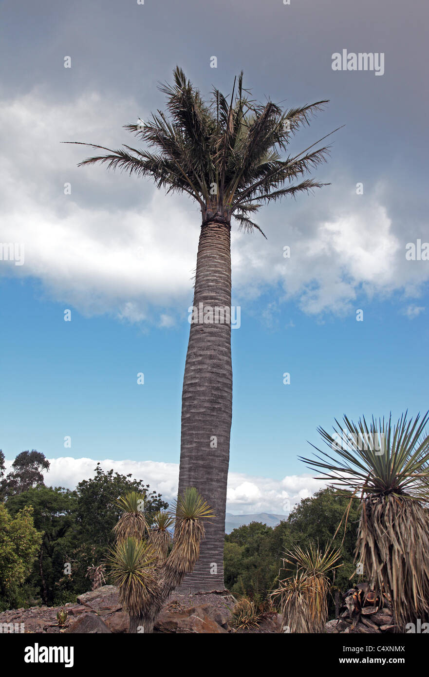 Chilensis hires stock photography and images Alamy