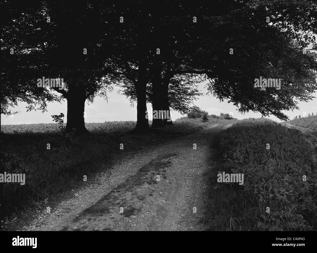 Ridgeway path near Ink Pen Common, Berkshire, UK Stock Photo Alamy