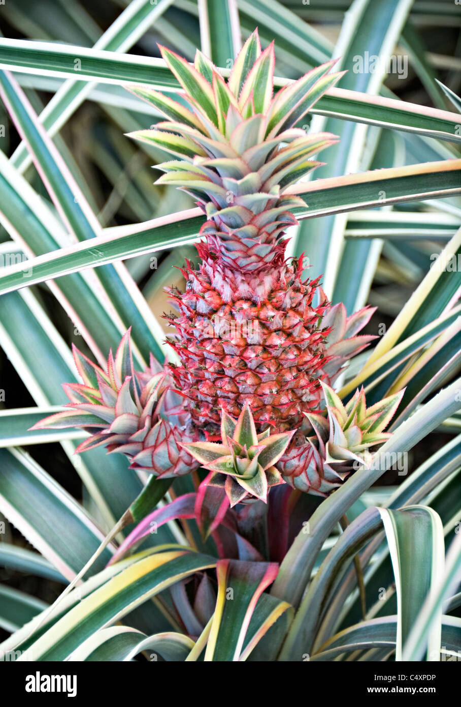 A Pineapple Fruit Growing in the Amazon Waterlily Pavilion in Adelaide Botanic Darden South