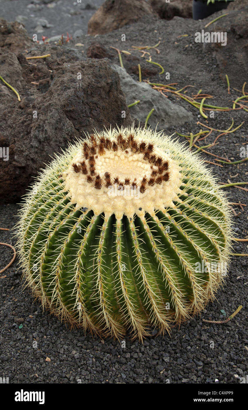 Large round Cactus Ferrocactus Digeuti Stock Photo