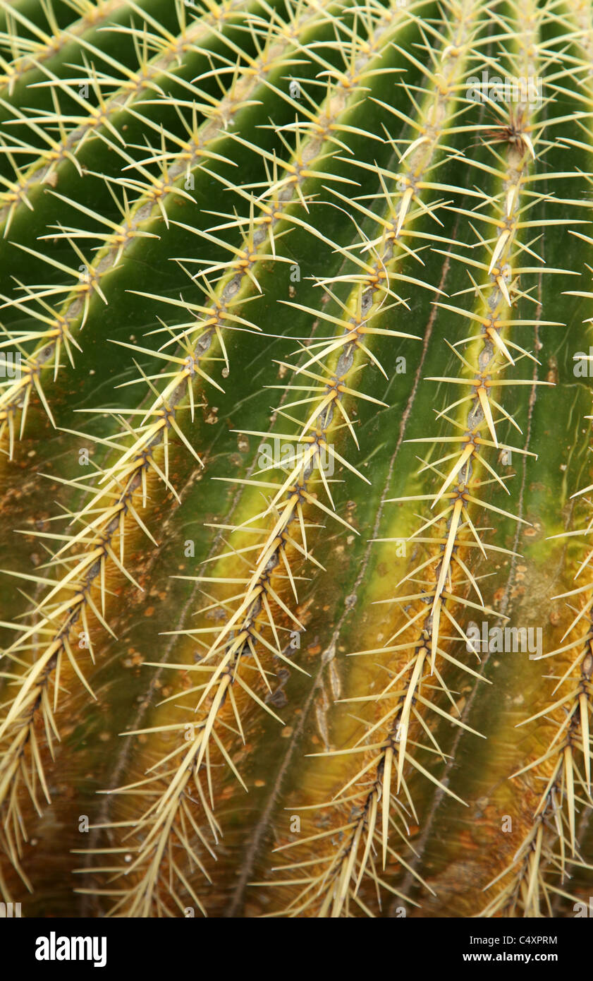 Close up of Cactus spines Ferrocactus Digeuti Stock Photo