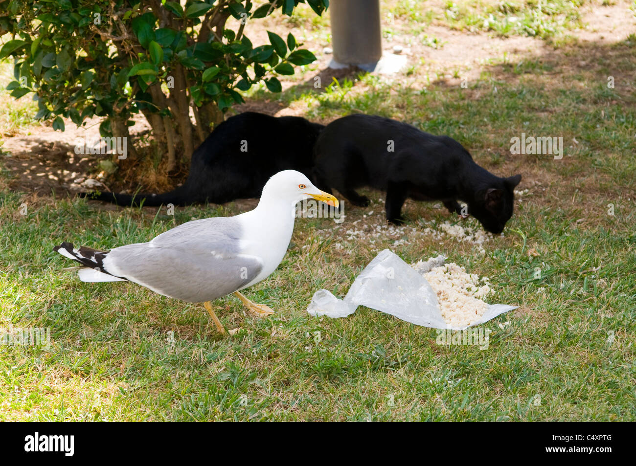 Gull scavenging chasing food seagull hires stock photography and