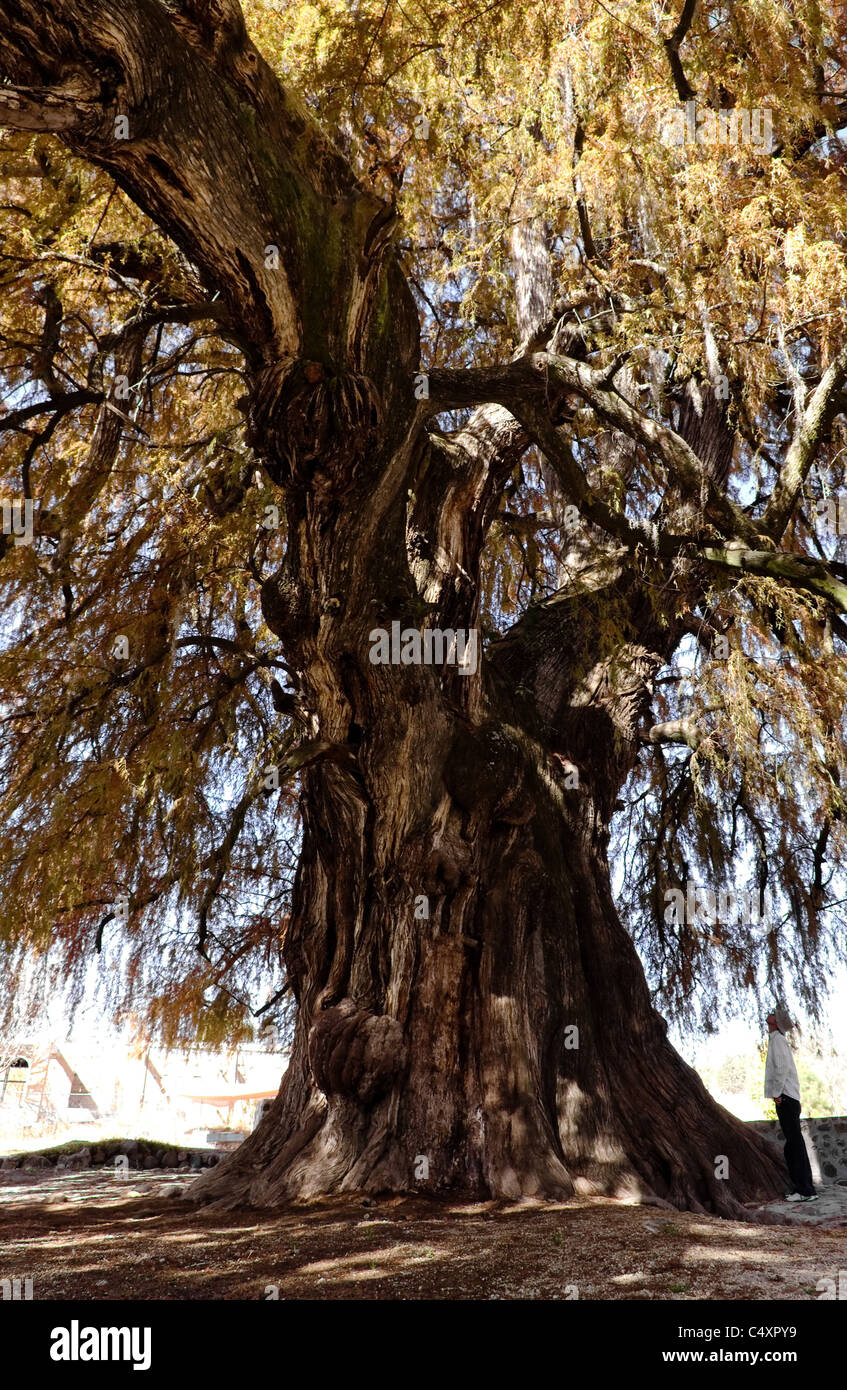 Ahuehuete tree (Taxodium mucronatum) also known as Montezuma Cypress or Sabino in Tepotzotlan, Mexico Stock Photo