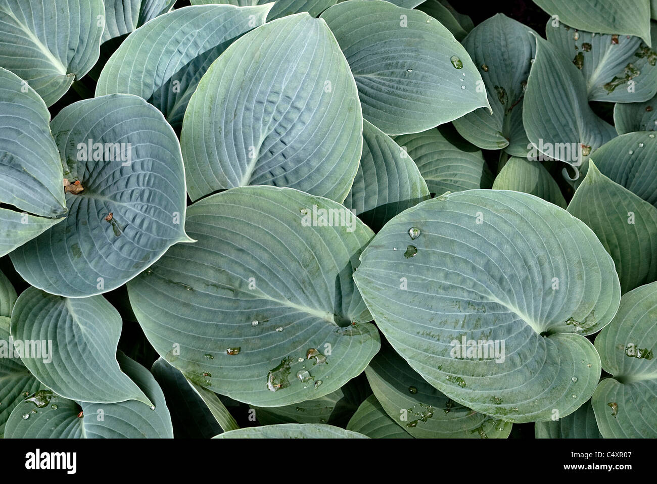 Shade loving plants hi-res stock photography and images - Alamy
