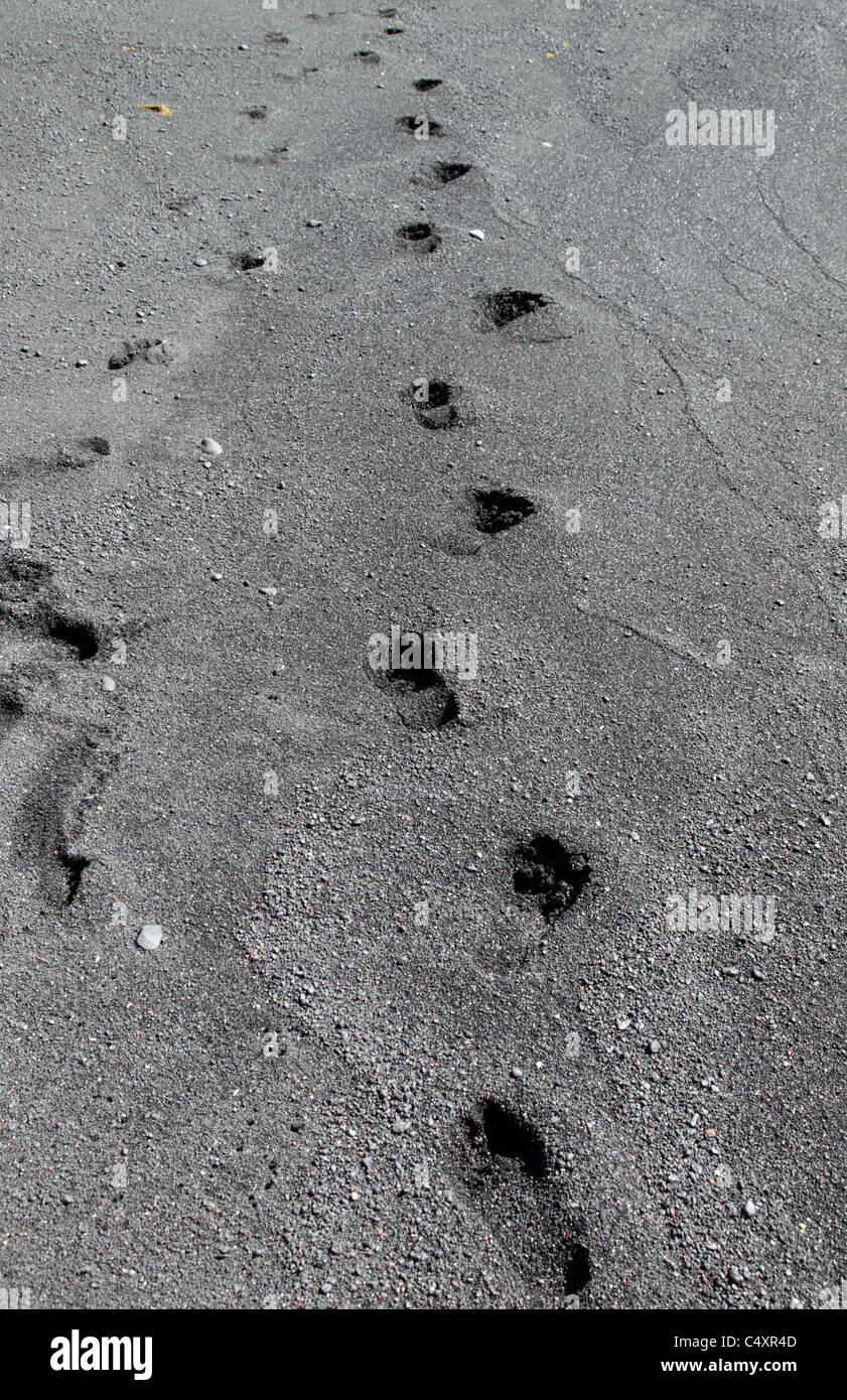 Footprints on a beach in black volcanic sand Stock Photo