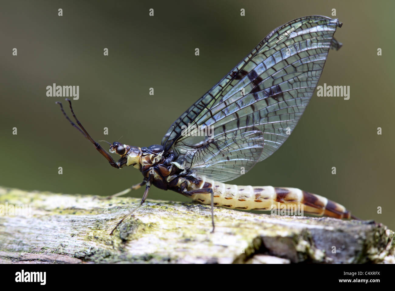 Closeup of a Newly Emerged Mayfly Ephemera danica Stock Photo