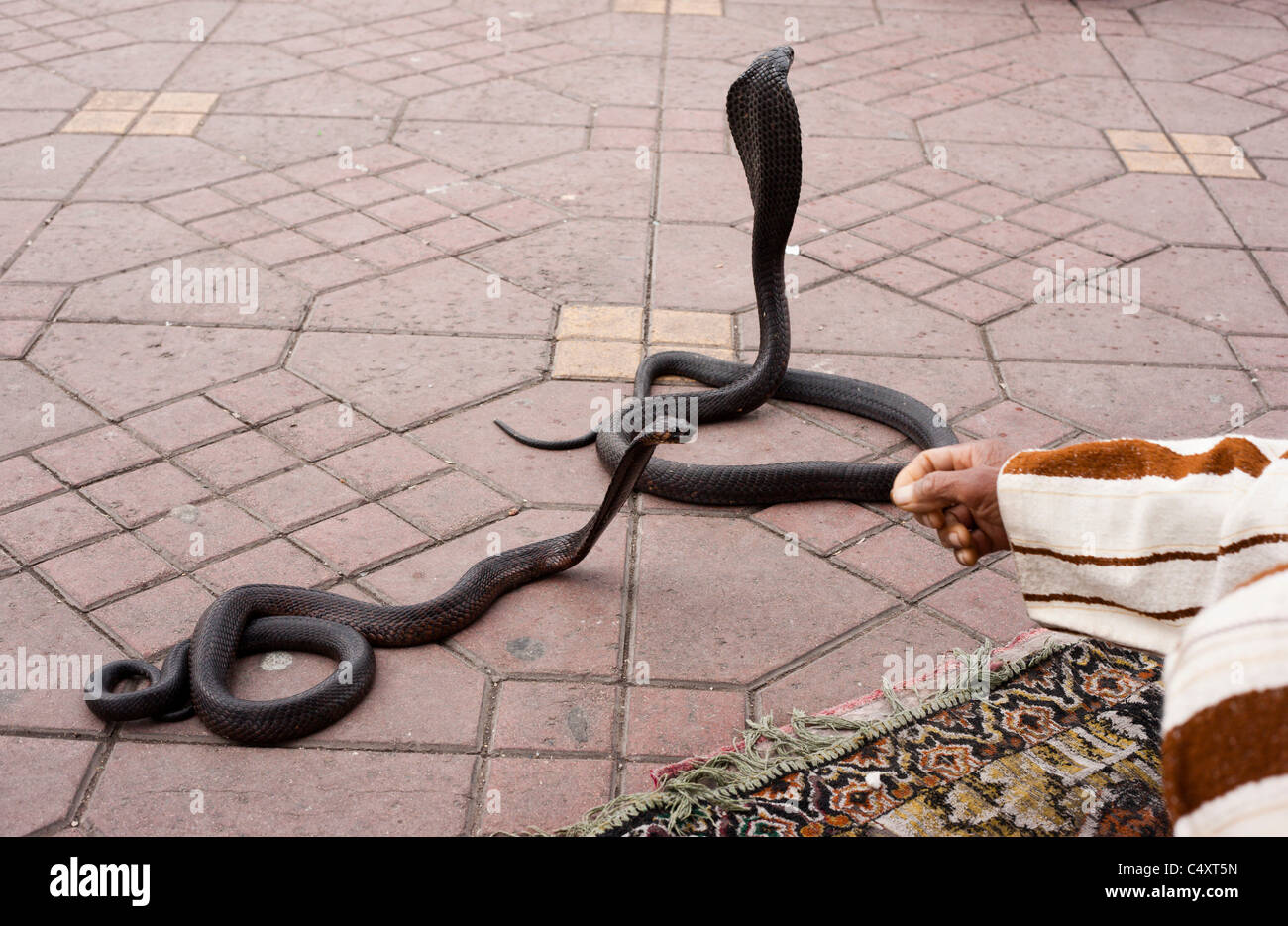 A snake charmer teases a couple of cobra snakes, Marrakech, Morocco. Stock Photo