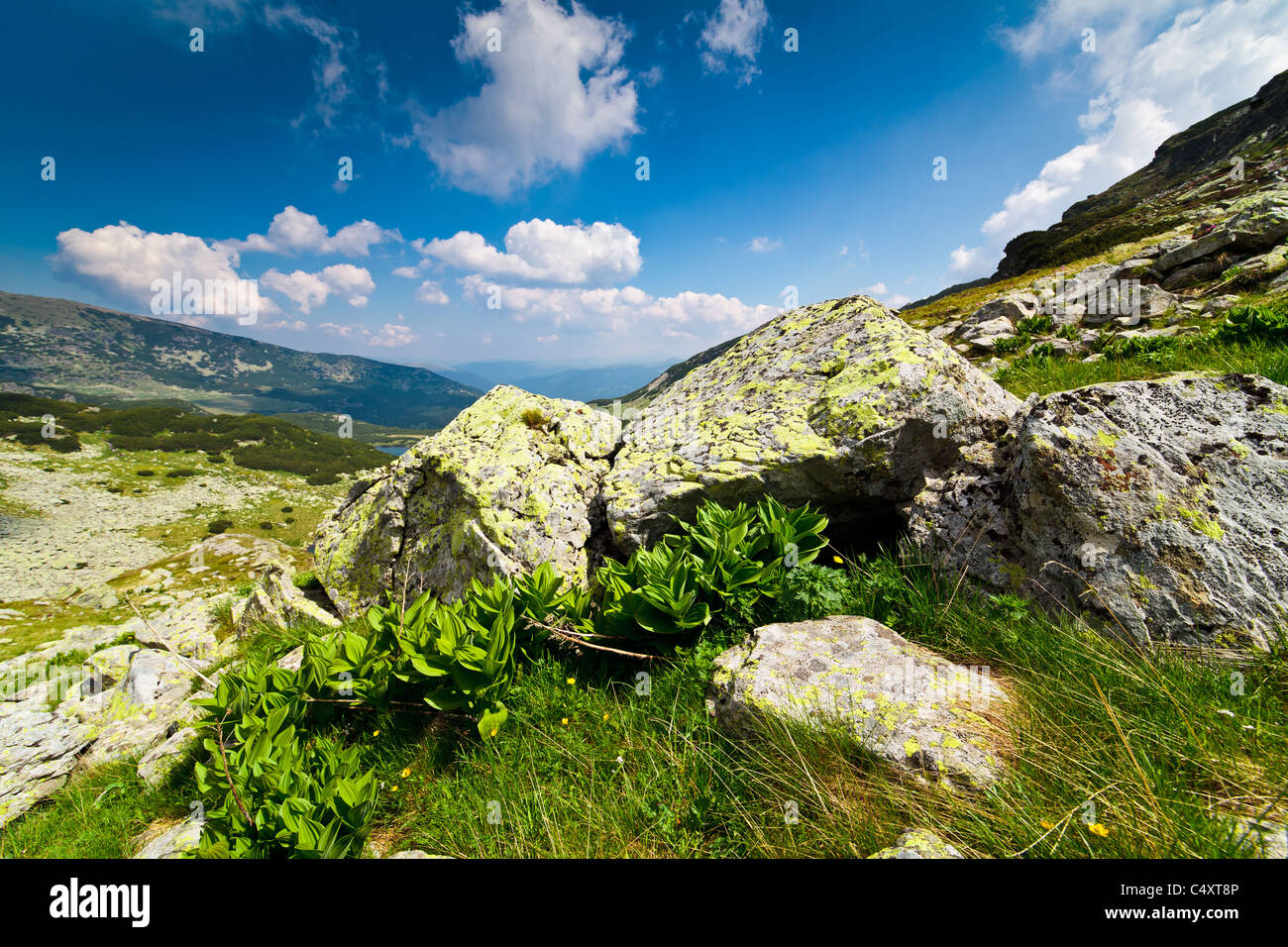 Setea Setea mare hi-res stock photography and images - Alamy