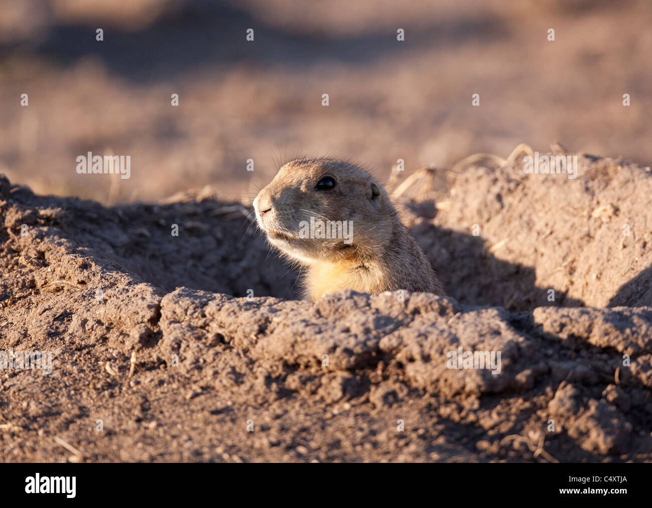 Prairie dog looks out of burrow at Independence Creek Nature Preserve