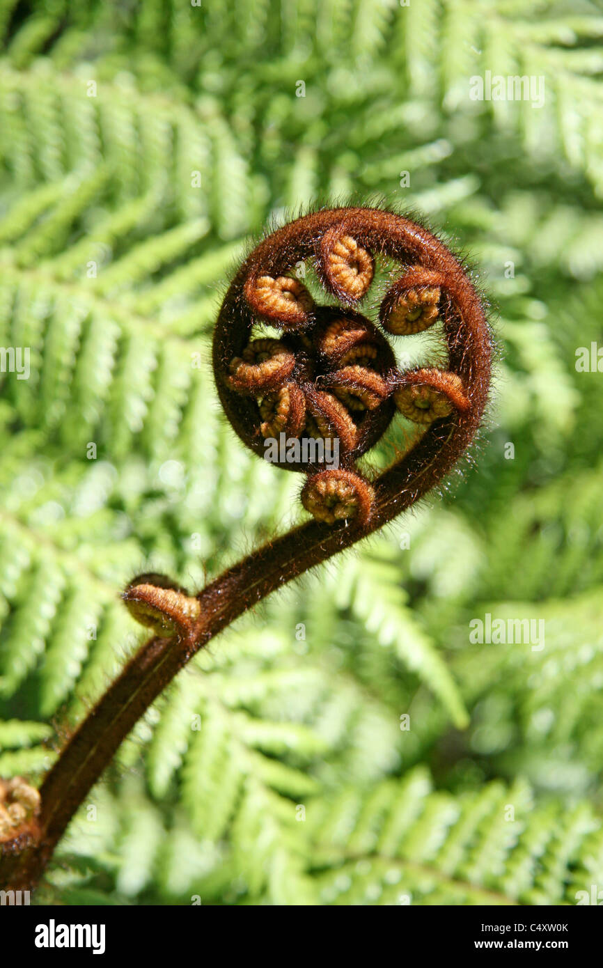 New Zealand's 'Silver Fern' frond Stock Photo