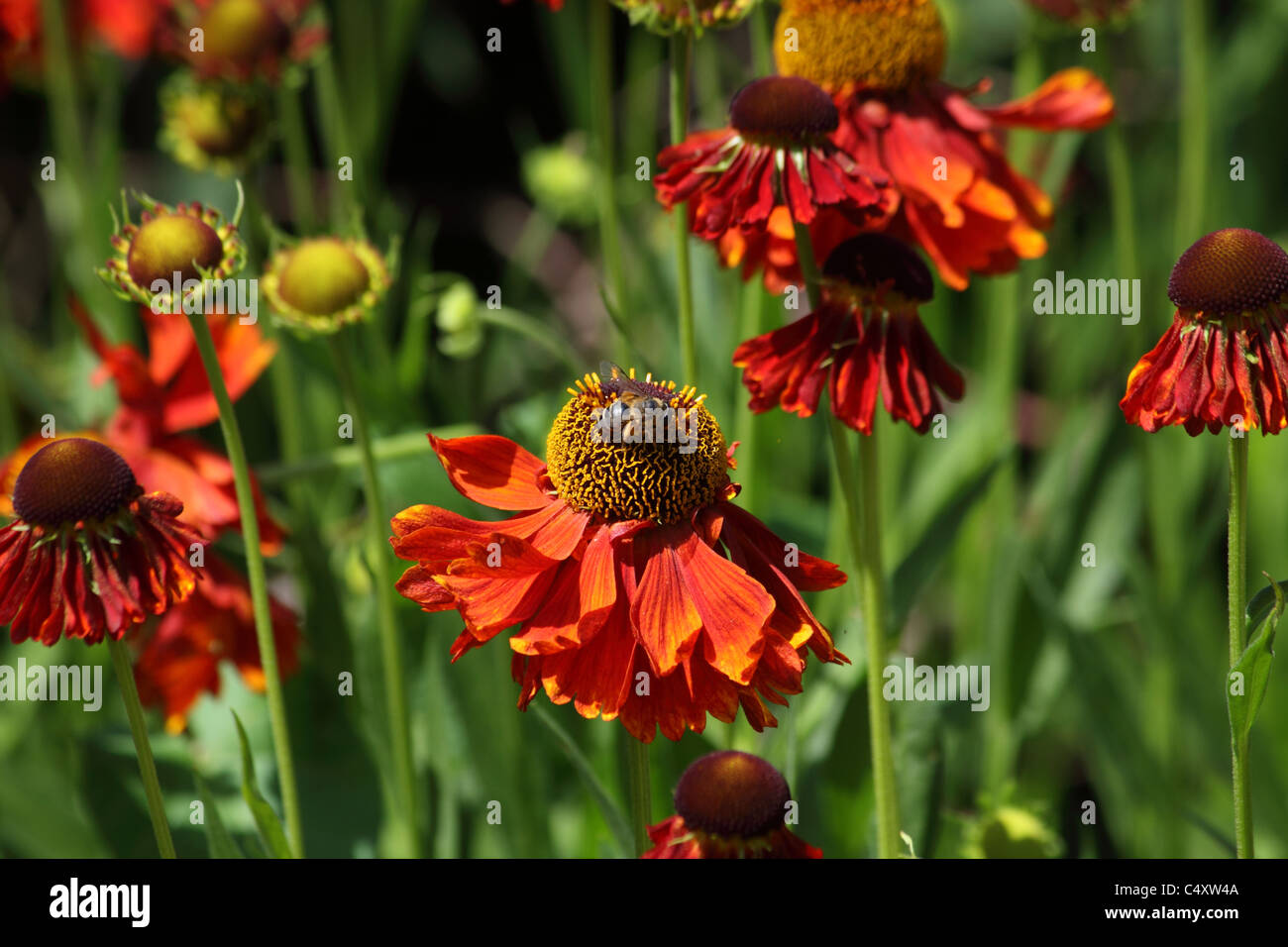 Helenium 'Moerheim Beauty' flowers with bee Stock Photo