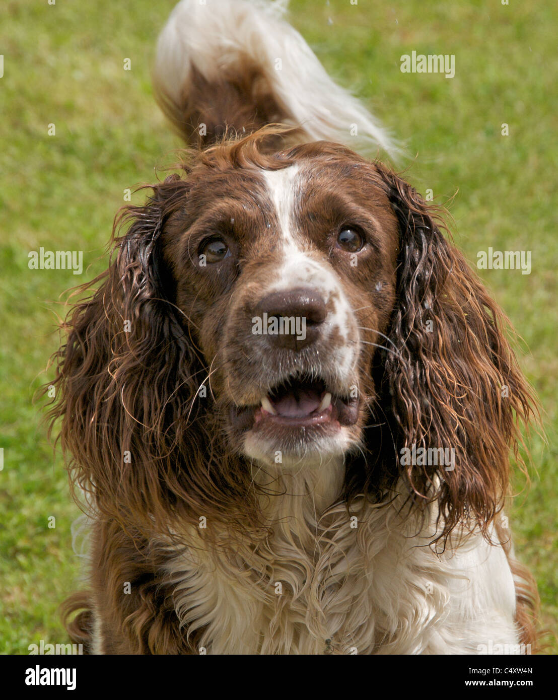 Do Springer Spaniels Bark A Lot