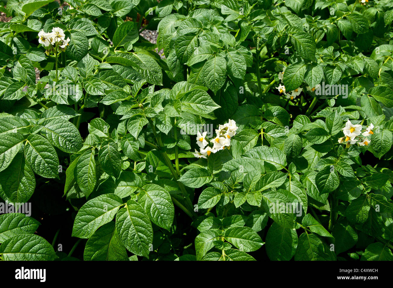 Potatoes growing in a cottage garden Stock Photo