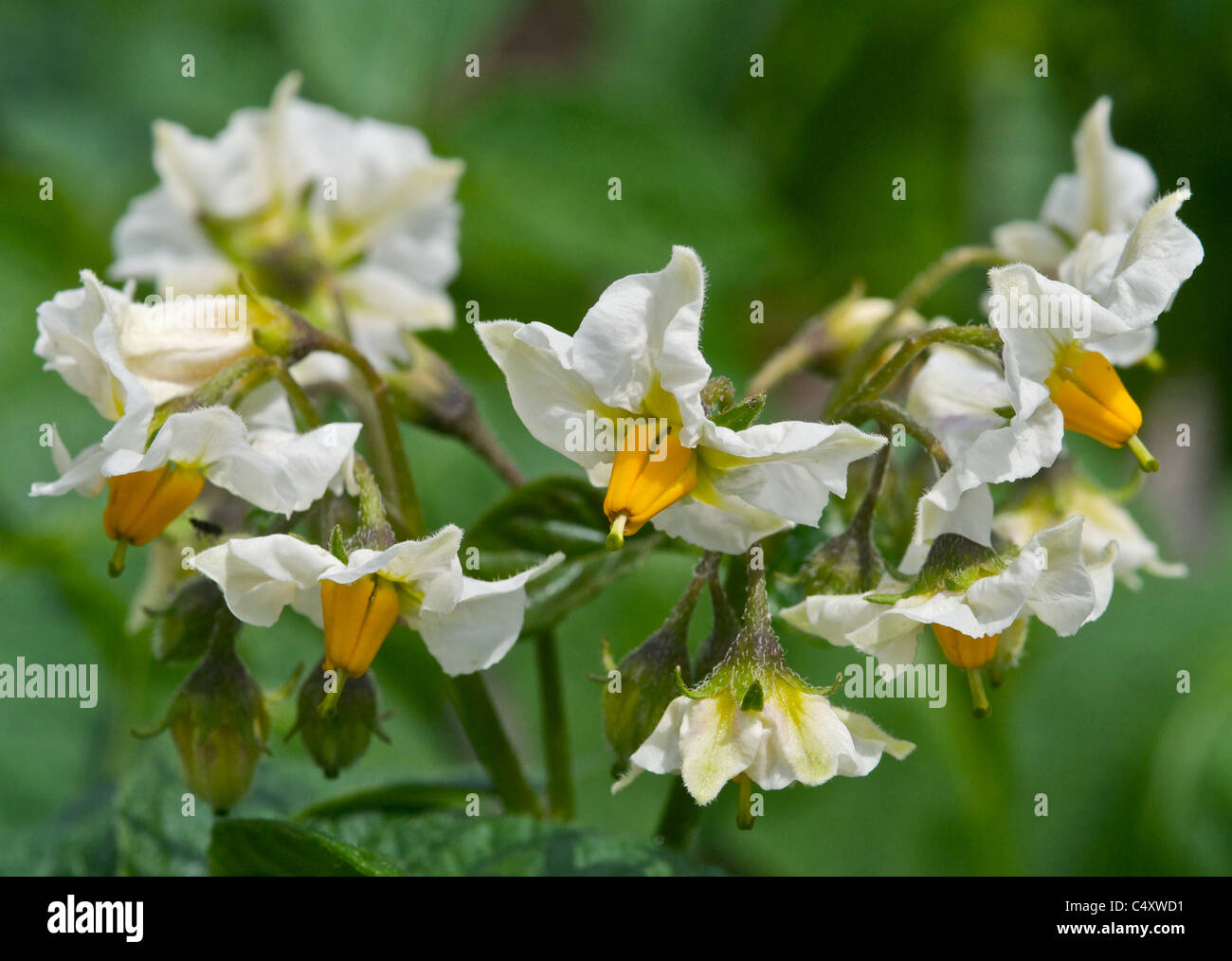 Potatoes growing in a cottage garden in flower Stock Photo
