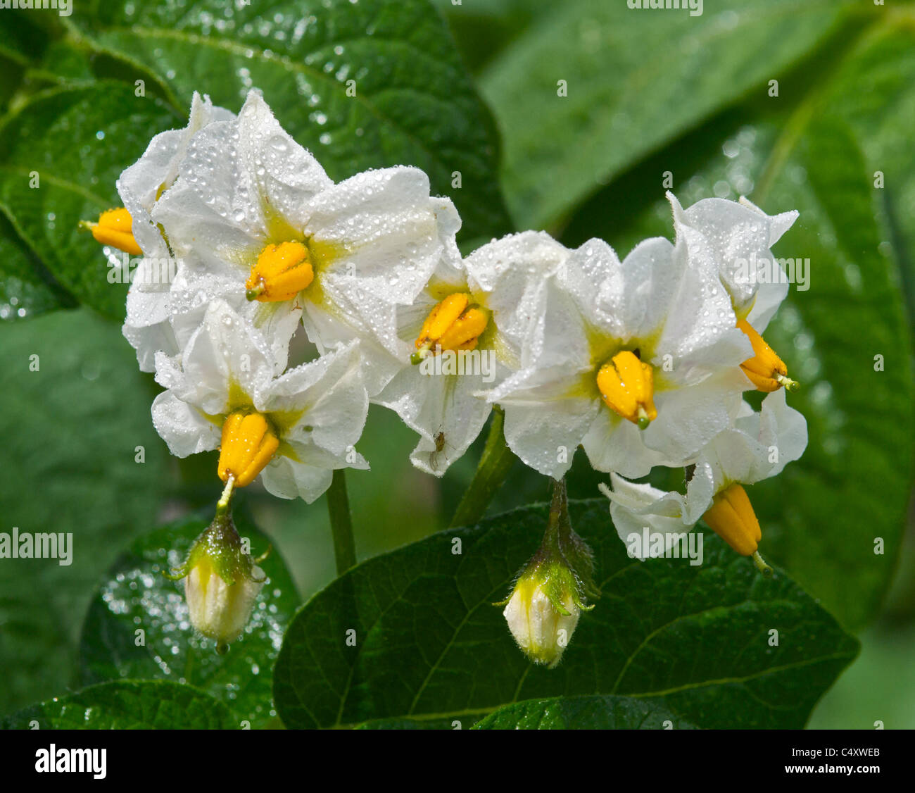 Potatoes growing in a cottage garden in flower Stock Photo