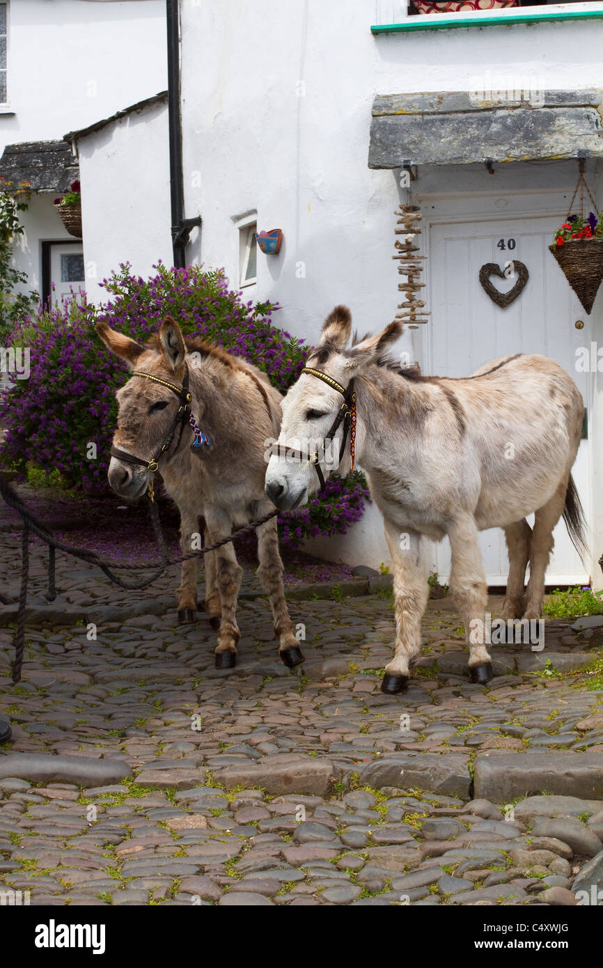 Donkeys in historic fishing village in Clovelly, North Devon, UK Stock