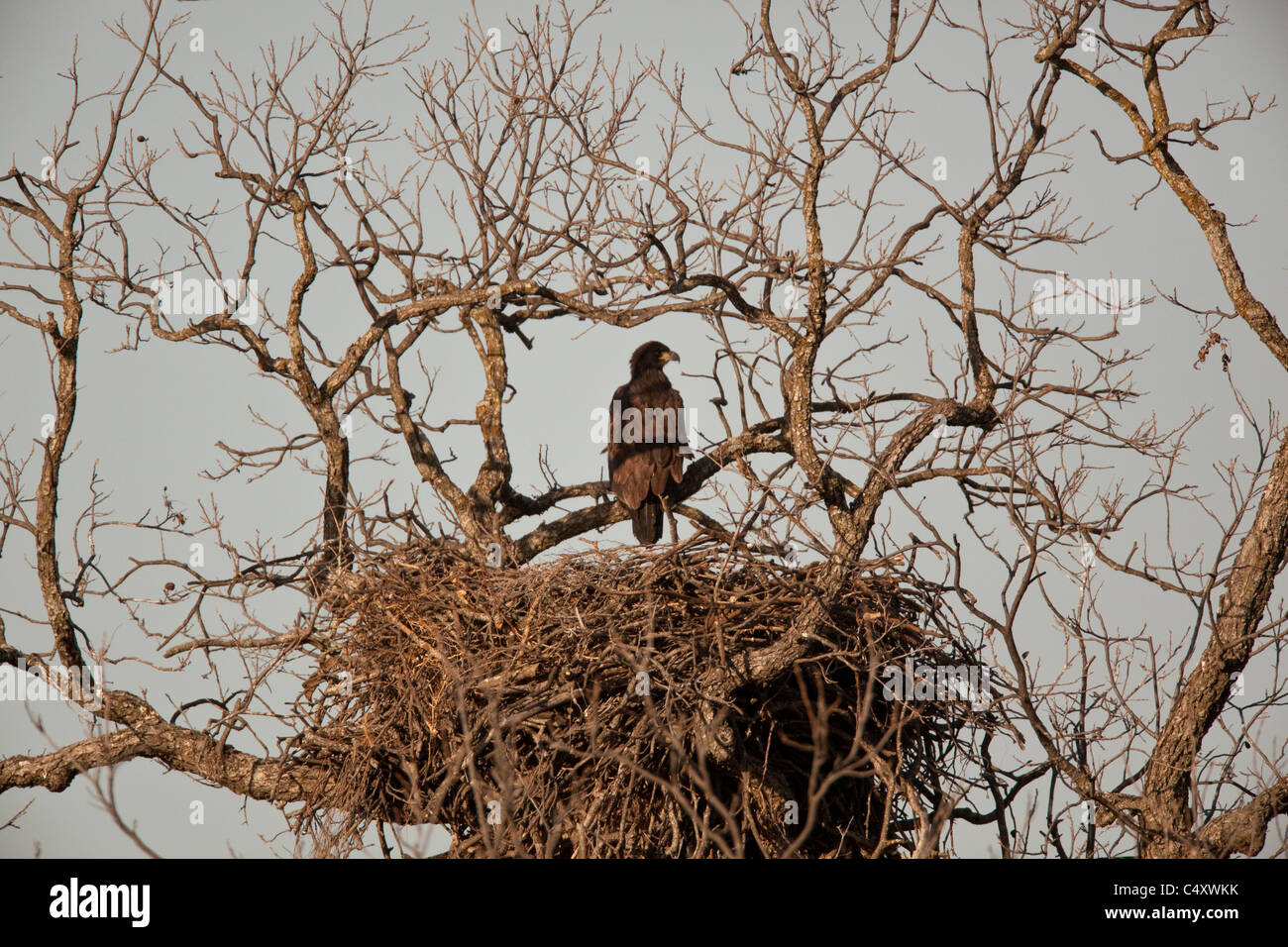Juvenile bald eagle at its nest, filled with fledglings, in pecan tree in early spring near Llano TX Stock Photo