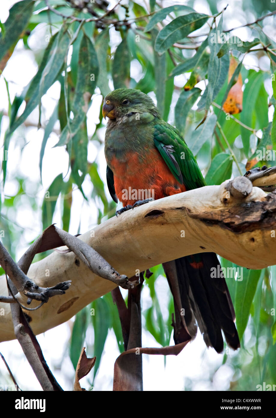 Juvenile Australian King Parrot Perching in Eucalyptus Tree at Kennet River Victoria Australia Stock Photo