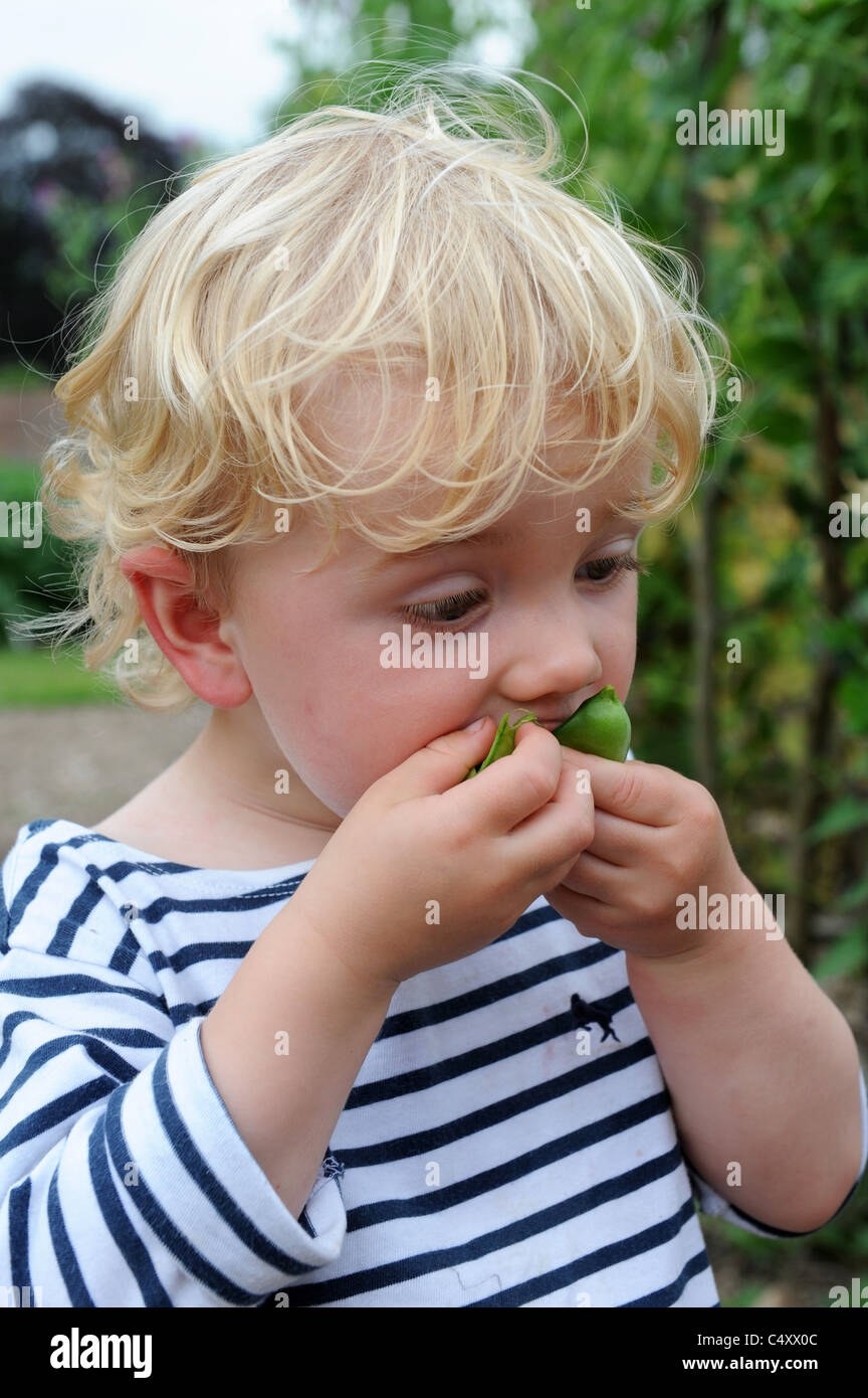 Toddler eating raw peas from pod in garden uk Stock Photo