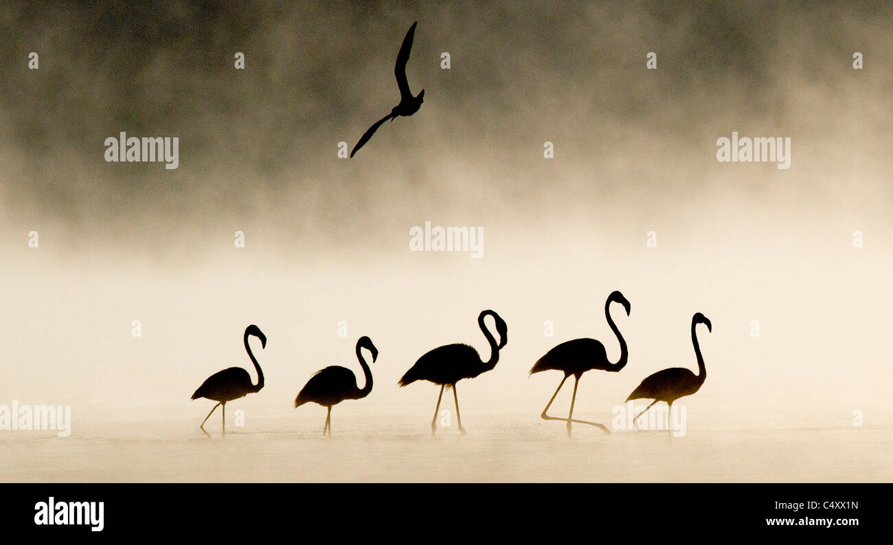 Flamingos silhouetted in the mist early morning Lake nakuru Stock Photo