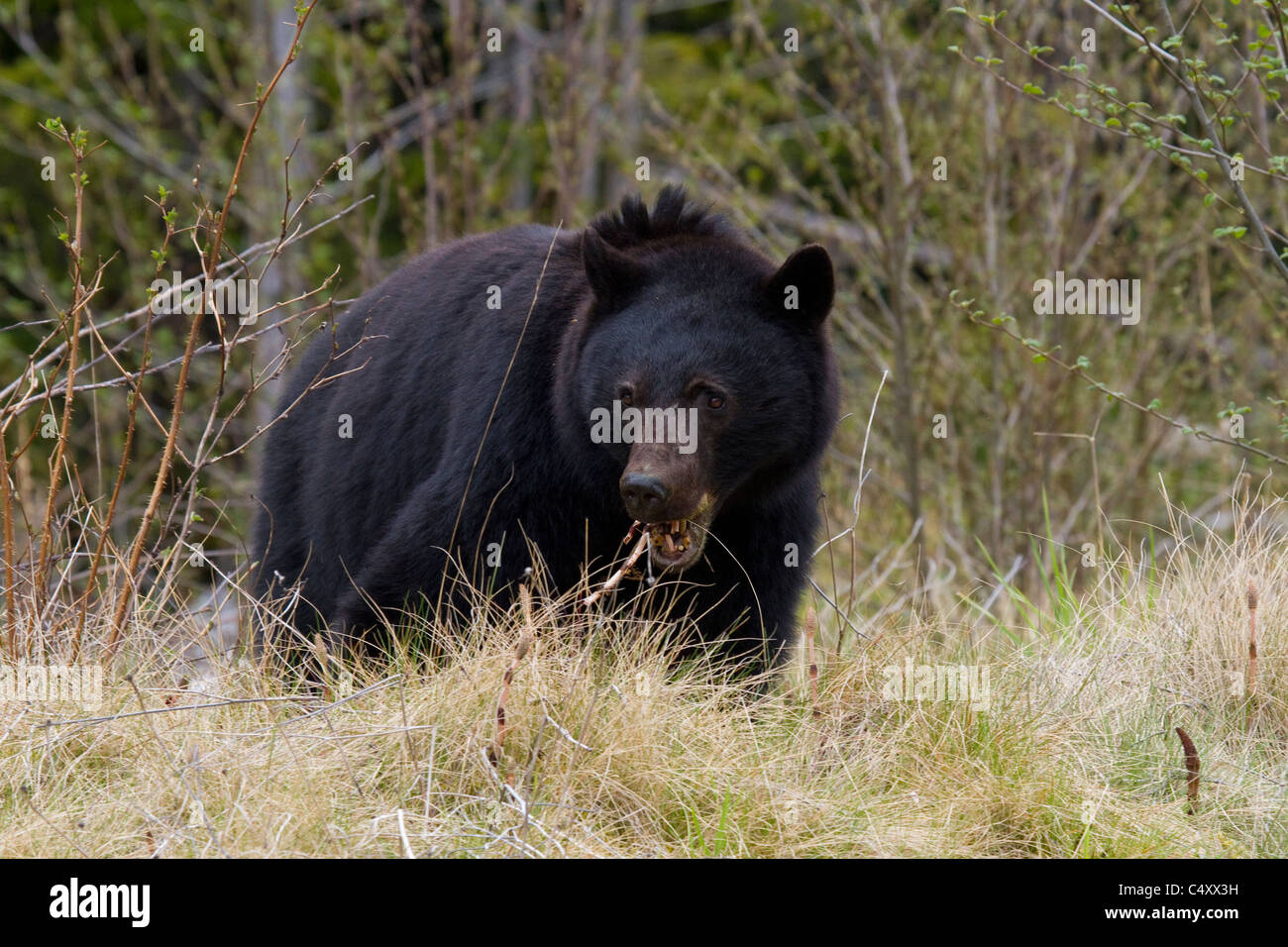 Black bear canada hi-res stock photography and images - Alamy