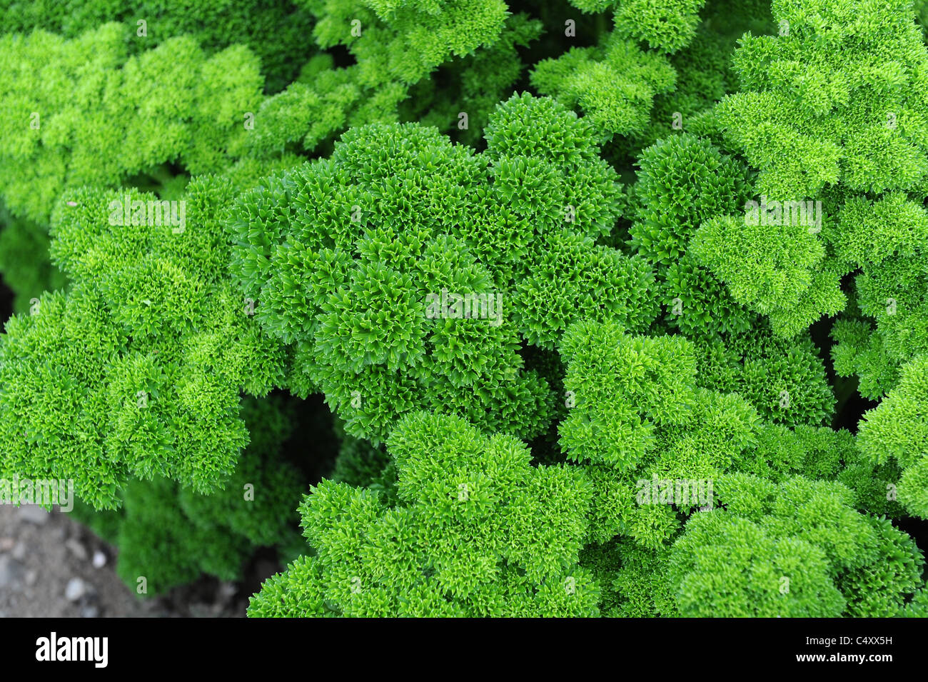 Moss Curled Parsley Petroselinum crispum uk Stock Photo Alamy