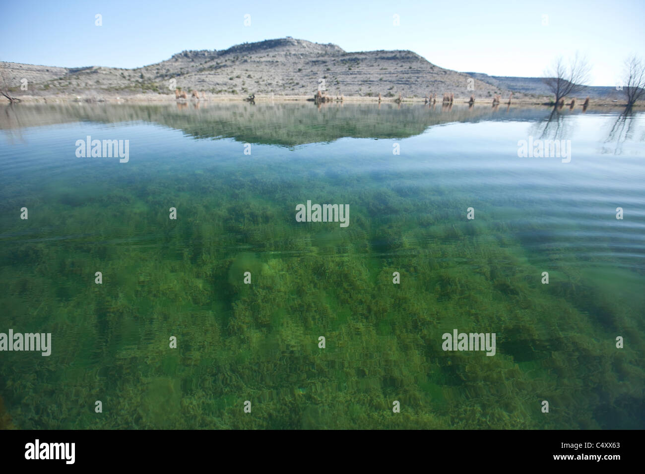 Green weeds growing on the bottom of a clear spring-fed lake on a private ranch near the Pecos River in west Texas, USA Stock Photo