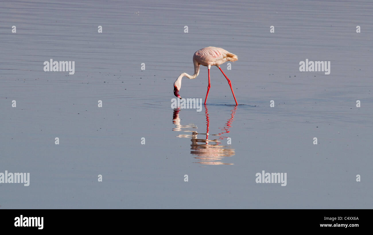 Lesser flamingo feeding on lake nakuru Stock Photo