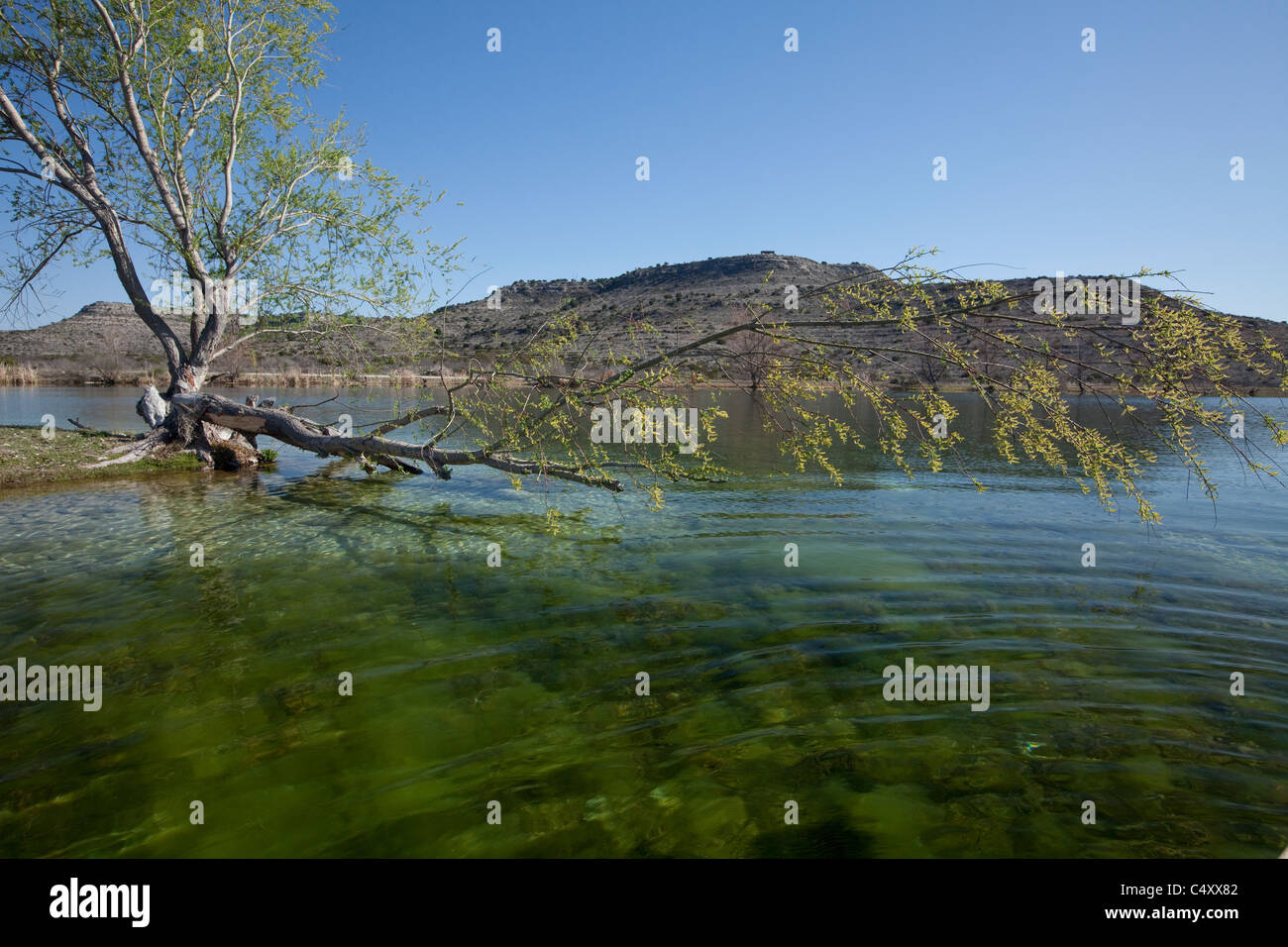 Green weeds growing on the bottom of a clear spring-fed lake on a private ranch near the Pecos River in west Texas, USA Stock Photo