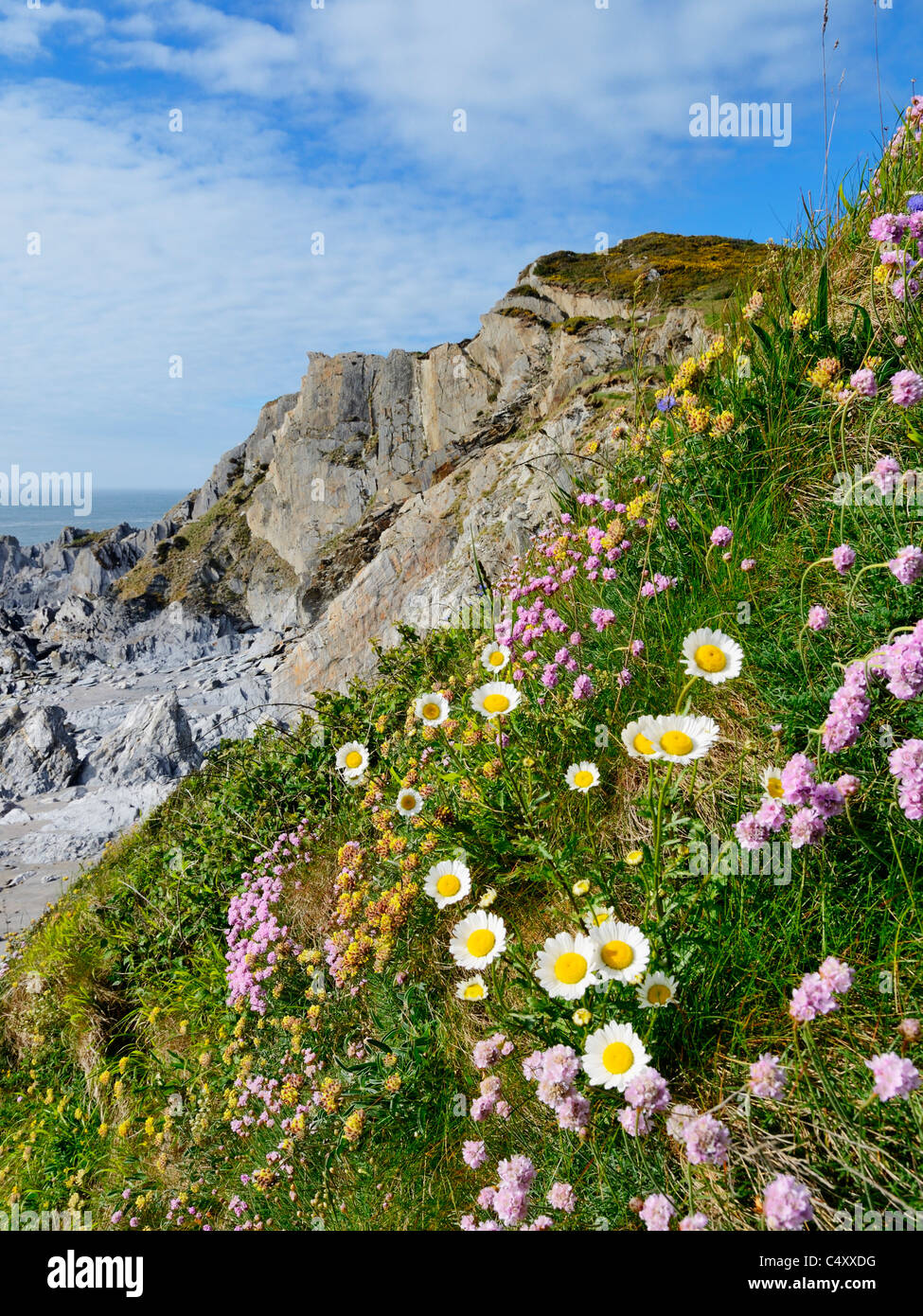 Spring Flowers on the cliff top at Rockham Bay, Mortehoe, Devon, England. Stock Photo