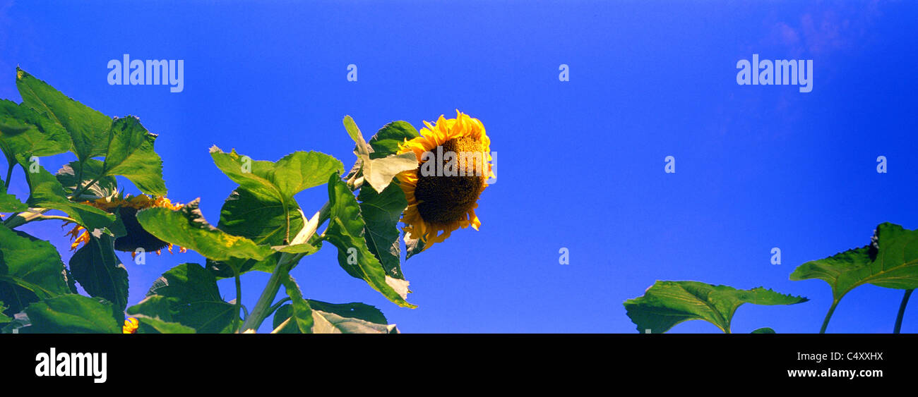 A panoramic view of sunflowers in the University of Oxford Botanic Gardens Stock Photo