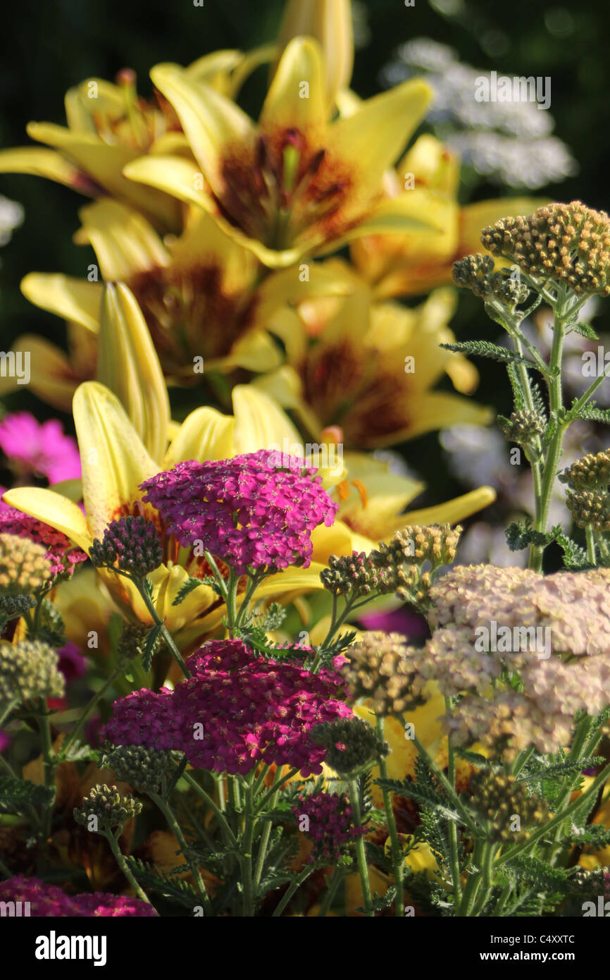Pretty view of garden flowers Stock Photo