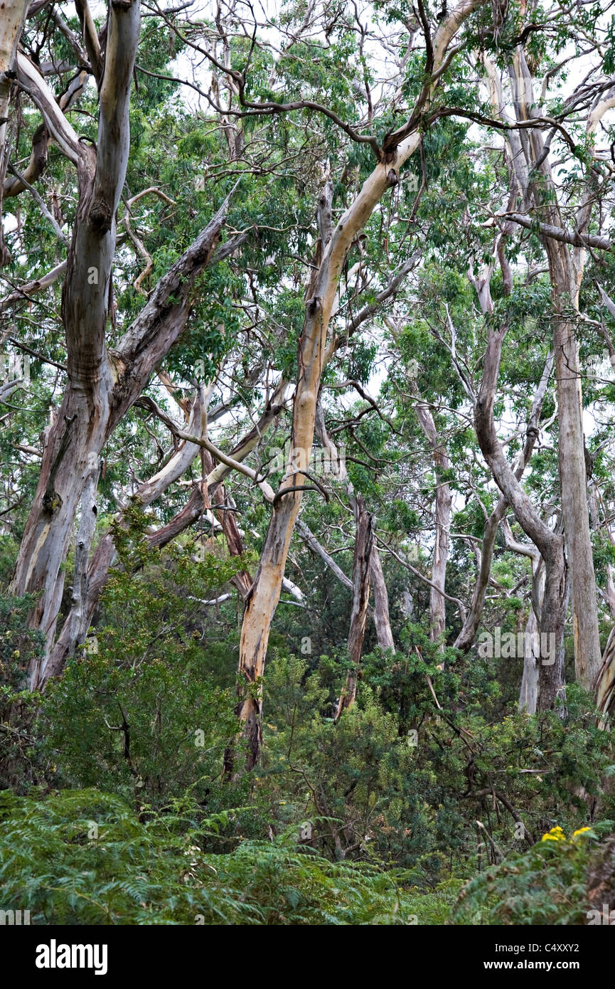 Eucalyptus Trees in Woodland in Great Otway National Park Great Ocean Road Victoria Australia Stock Photo