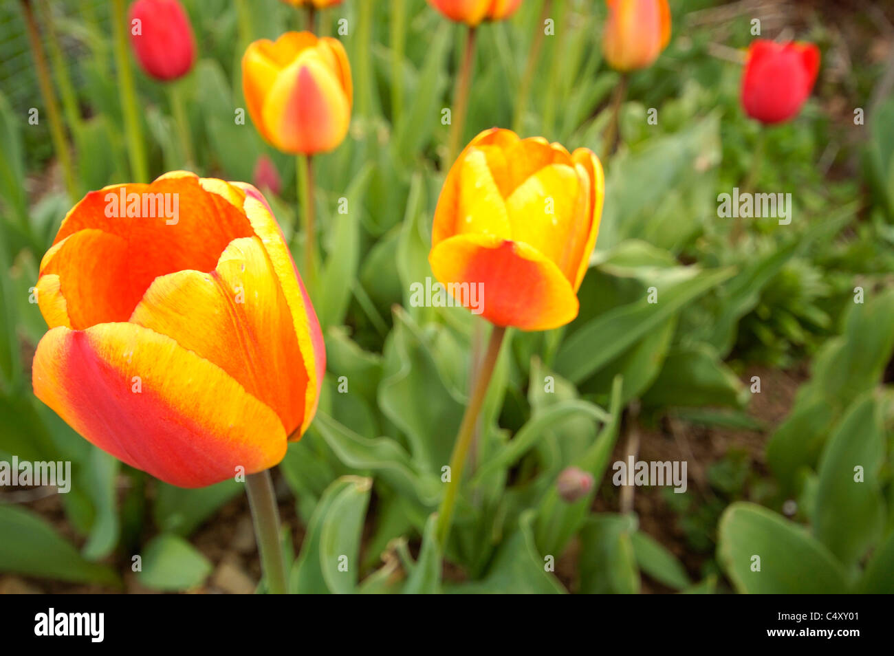 Closeup shot of red and yellow mixed tulips in a flower bed. Stock Photo