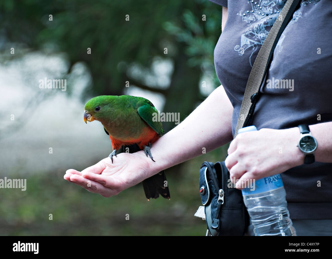 Juvenile Australian King Parrot Feeding from a Woman's Hand at Kennet River Victoria Australia Stock Photo
