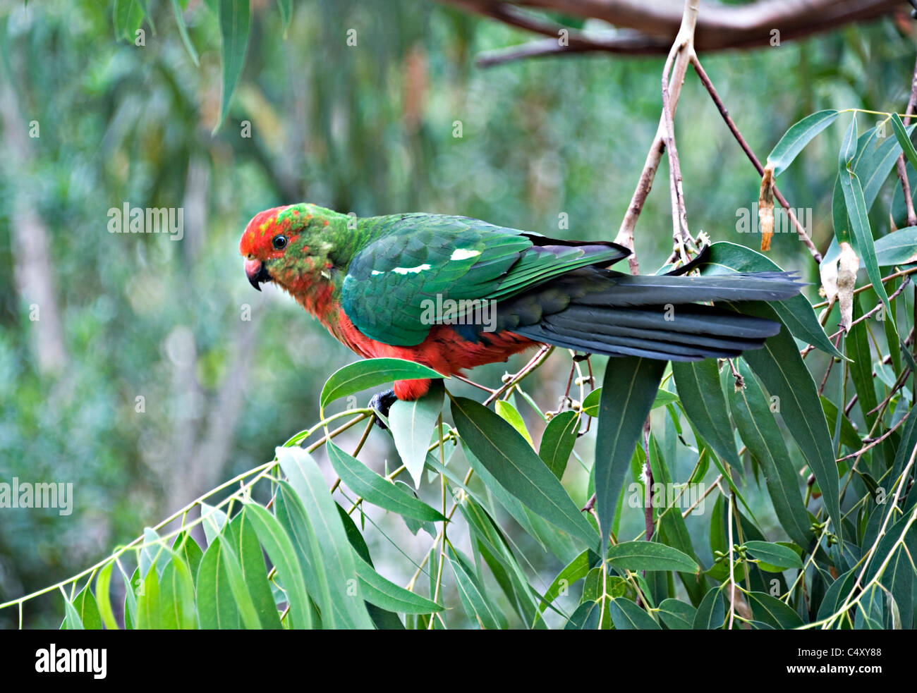 Female Adult Australian King Parrot Perching in Eucalyptus Tree at Kennet River Victoria Australia Stock Photo