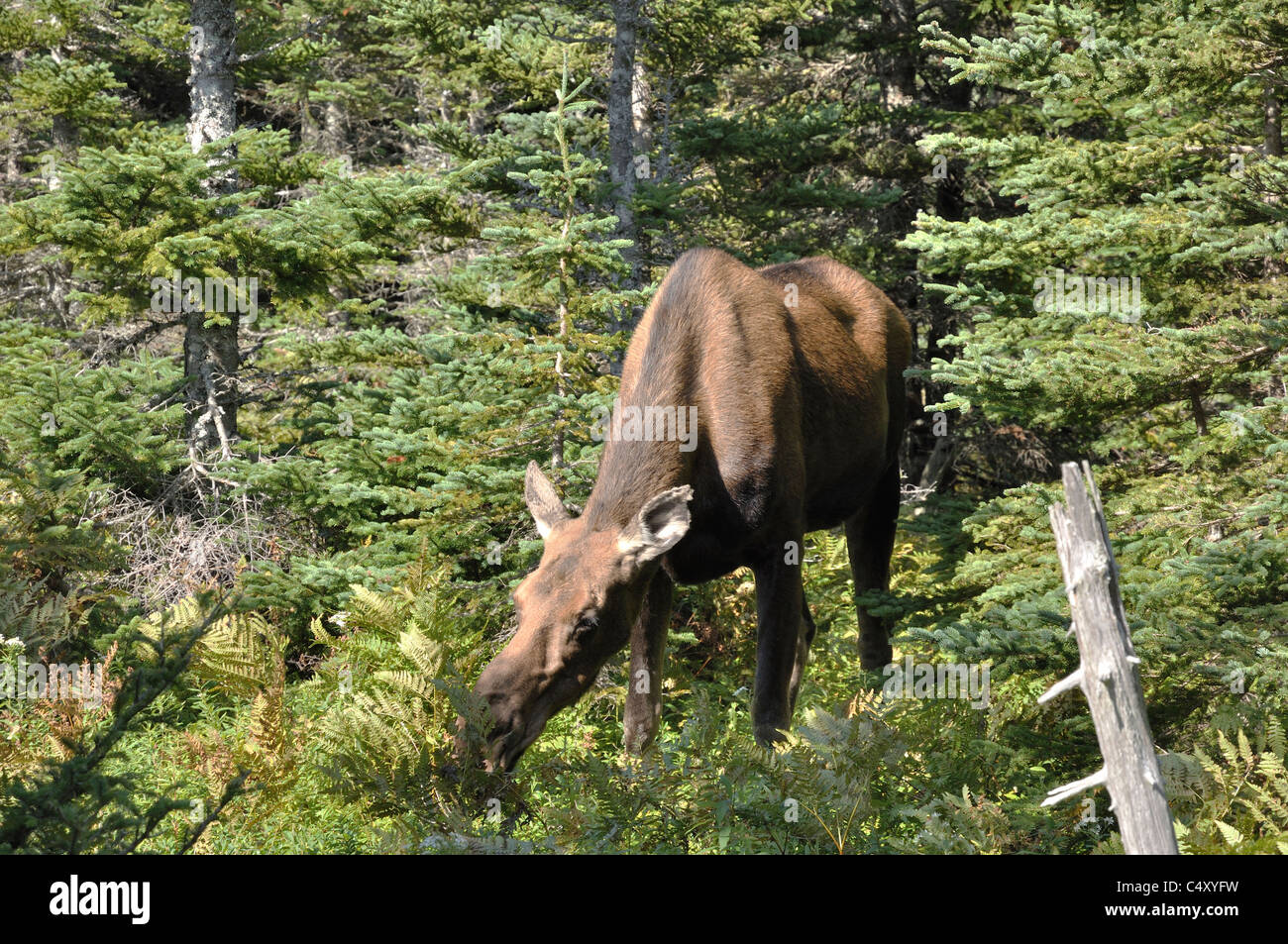 Moose nova scotia hires stock photography and images Alamy