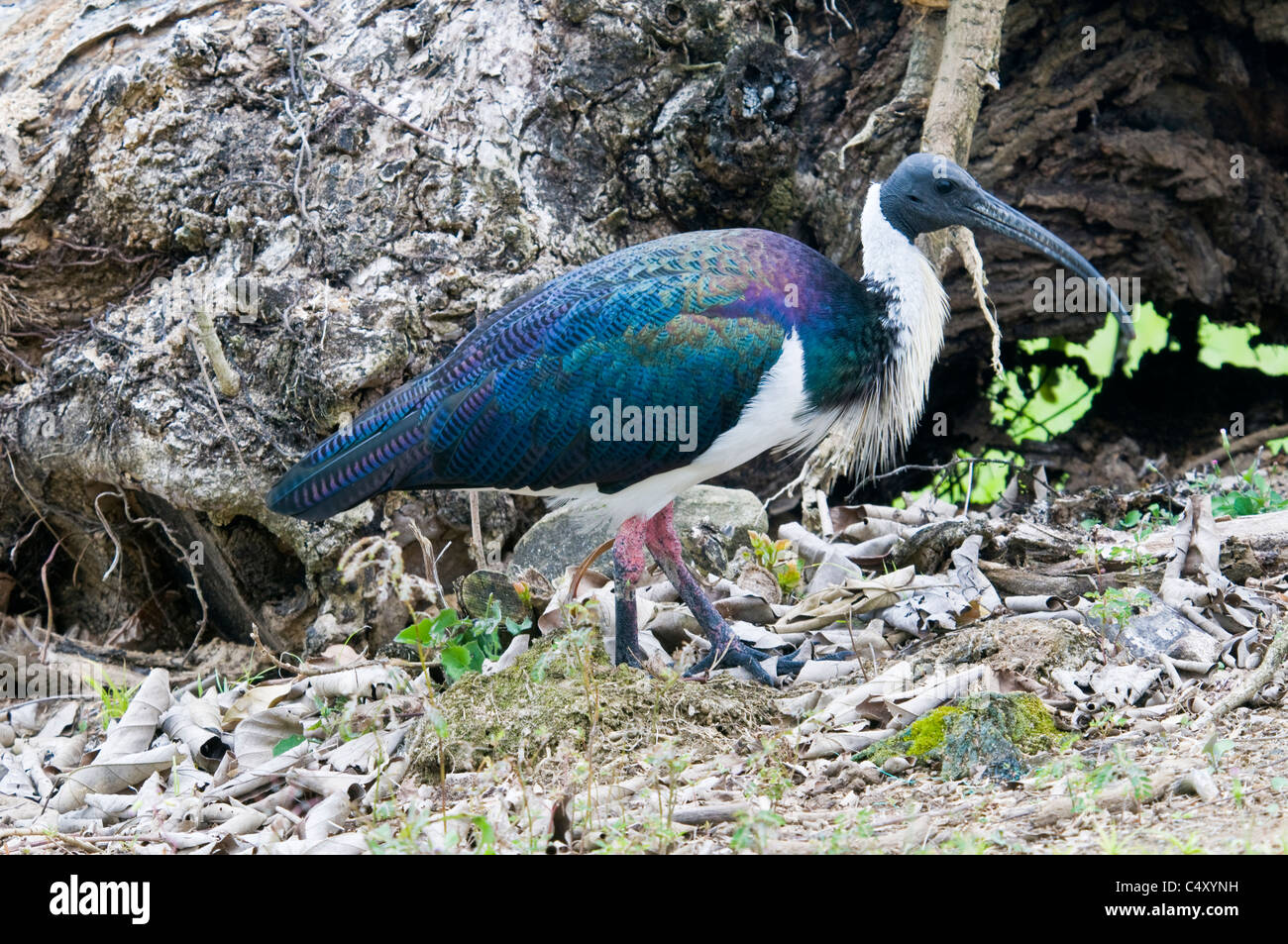 Straw necked ibis (Threskiornis spinicollis) in Cairns Australia Stock Photo