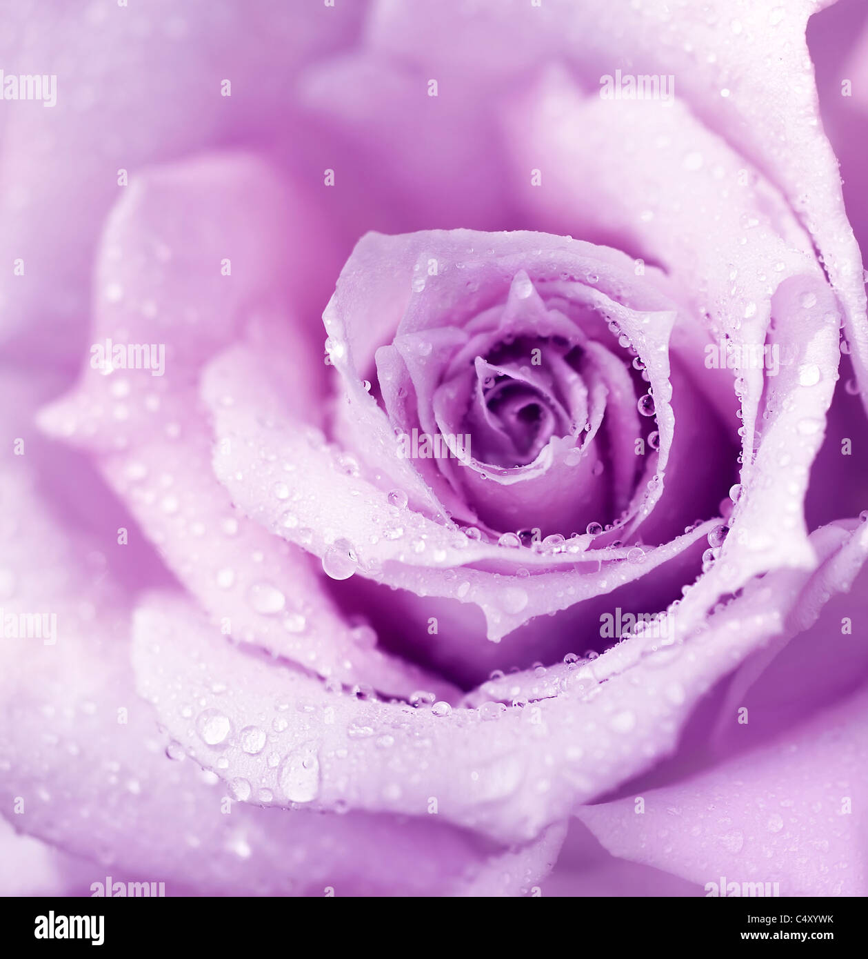 Abstract purple wet rose background, beautiful macro flower with morning dew Stock Photo