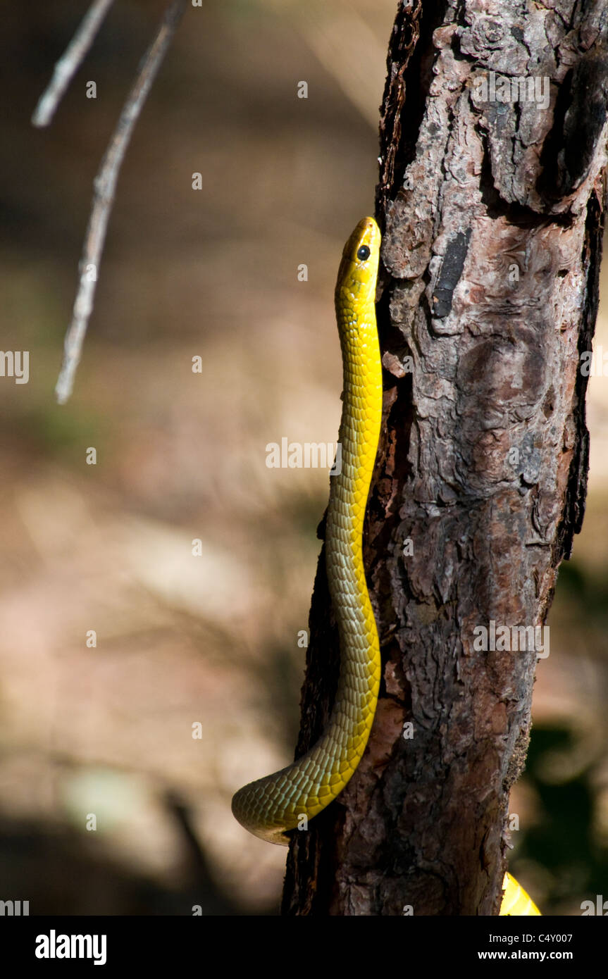 Green tree snake (Dendrelaphis punctulata) in Undara National Park in Queensland Australia Stock Photo