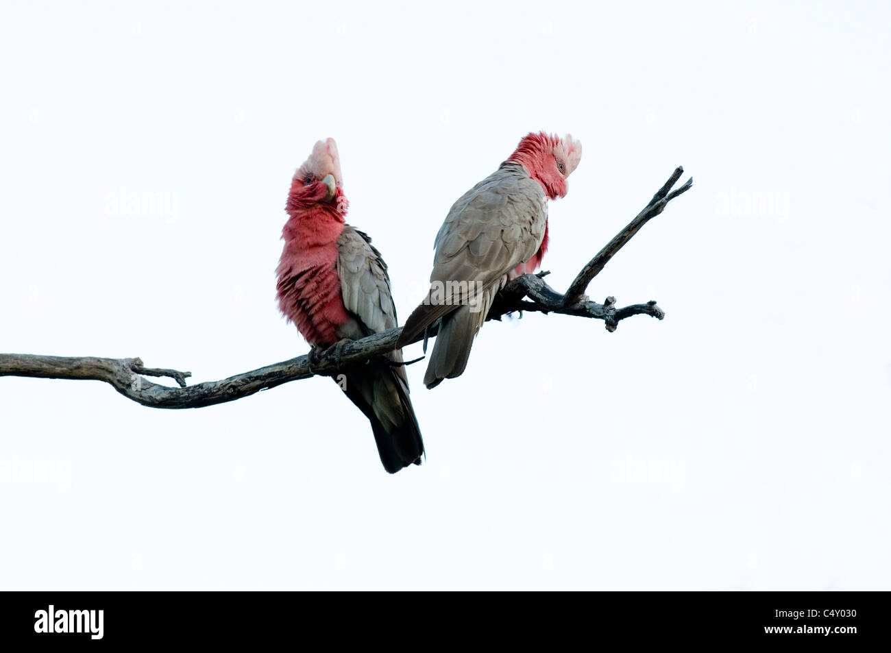 Galah pair (Elophus roseicapilla) in Undara National Park Australia Stock Photo