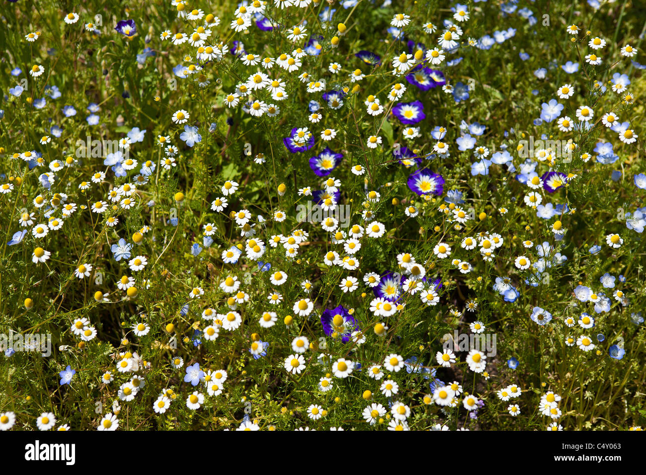 wildflowers Stock Photo