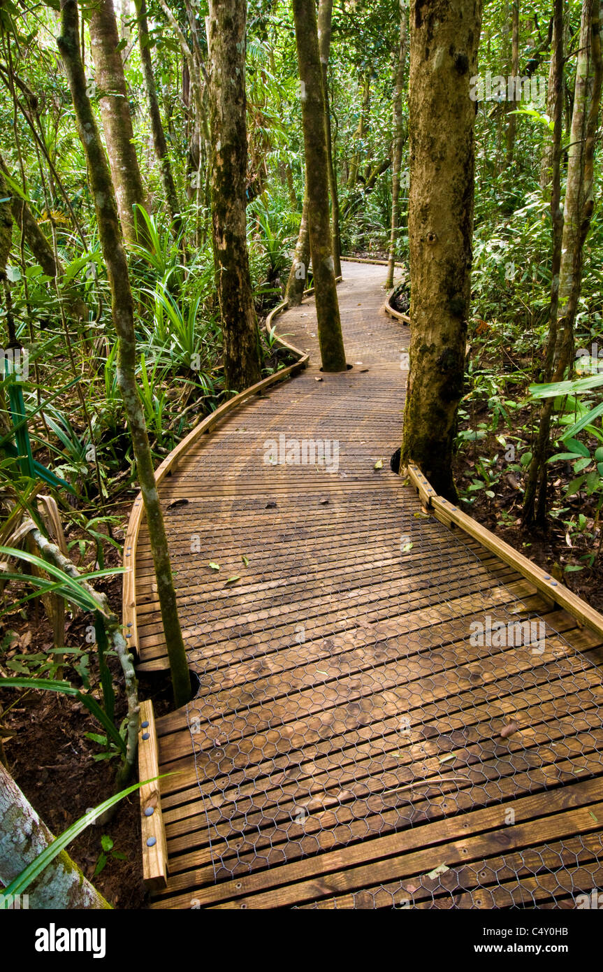Dubuji Boardwalk near Cape Tribulation in the Daintree Rainforest in north Queensland Australia Stock Photo