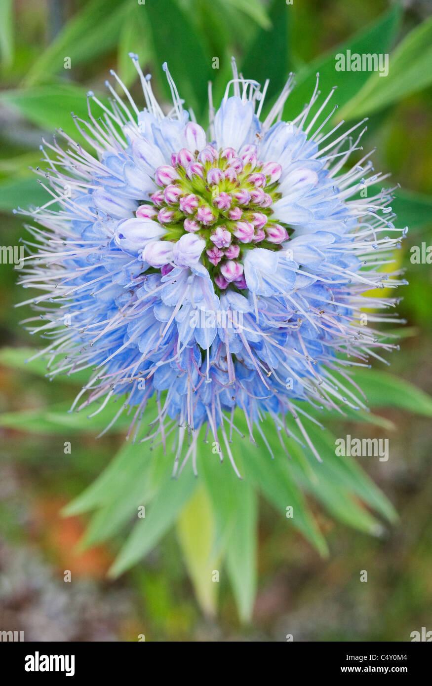 Pride of Madeira (Echium fastuosum or E. candicans) Flower detail, Endemic to Madeira Stock Photo
