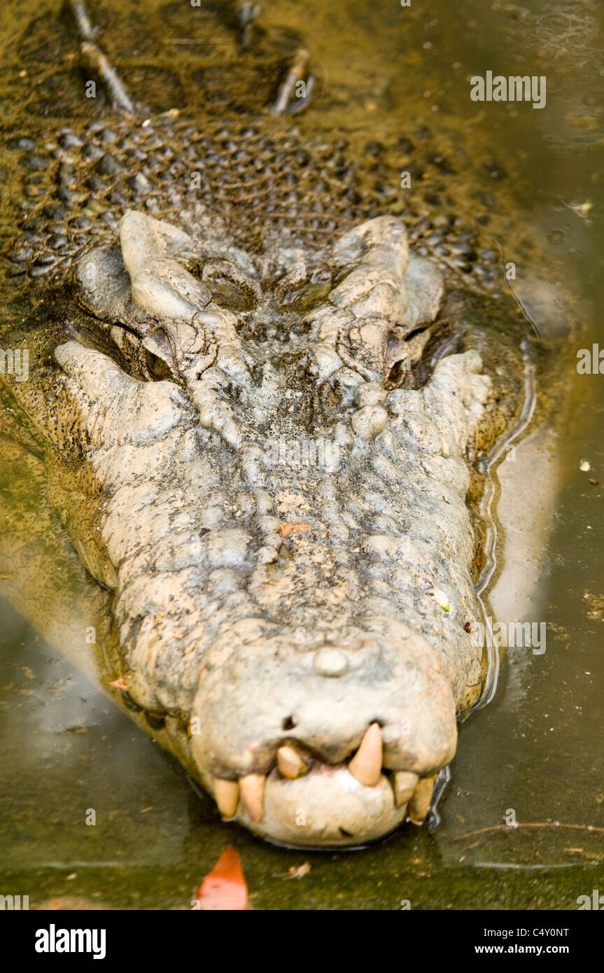 Saltwater (estuarine) crocodile (Crocodylus porosus) at the Cairns Tropical Zoo in Queensland Australia Stock Photo