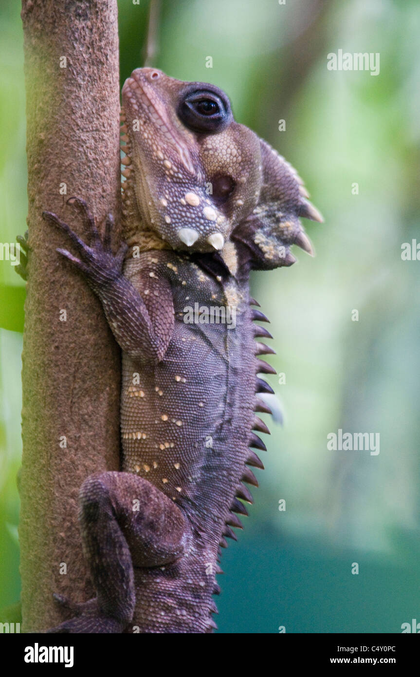 Boyd's forest dragon (Hypsilurus boydii) at the Cairn's Tropical Zoo in Queensland Australia Stock Photo