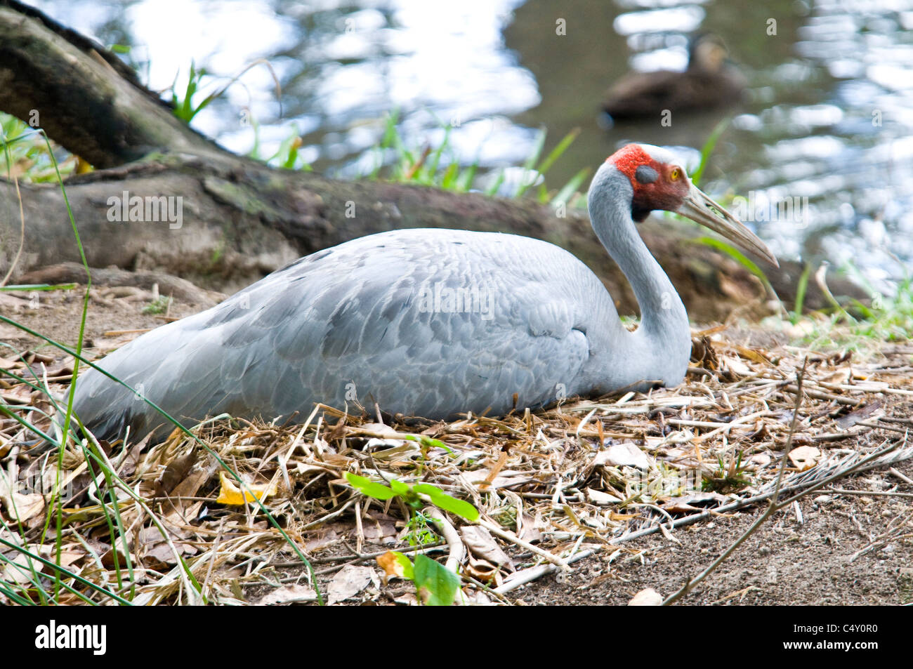 Australian bird nest hires stock photography and images Alamy