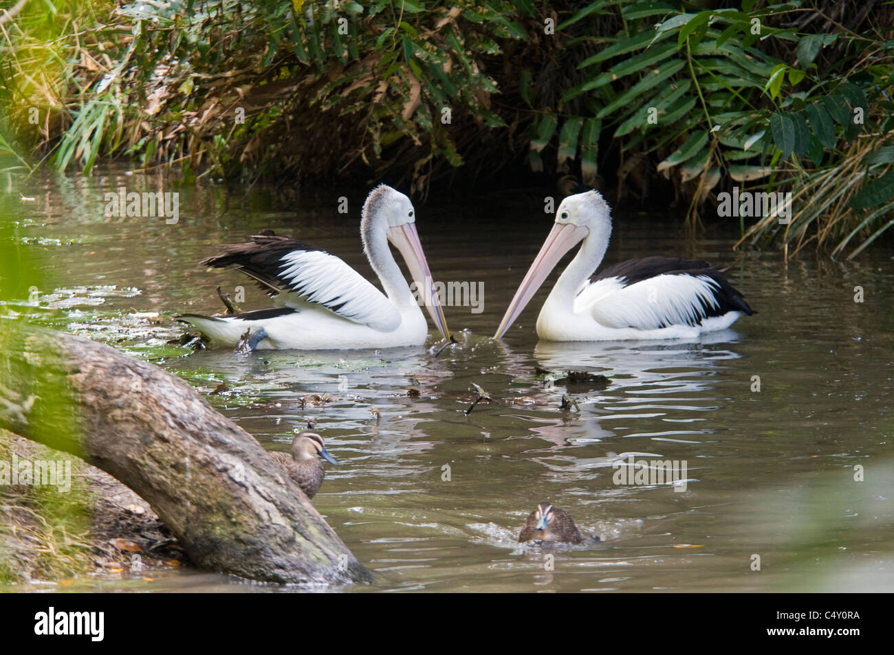 Australian pelicans at the Cairns Tropical Zoo in Queensland Australia Stock Photo