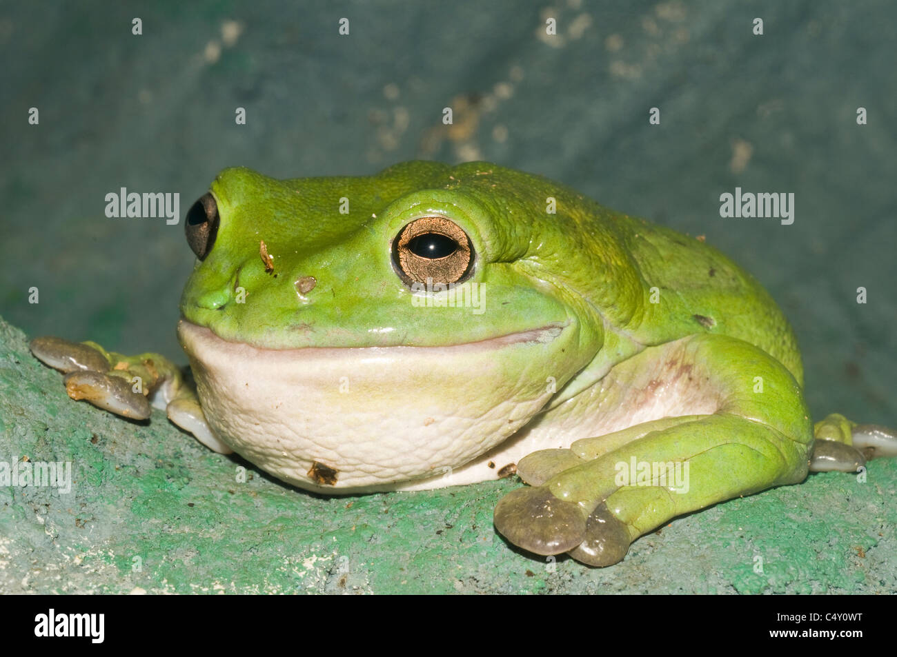 Giant tree frog (aka white-lipped tree frog) at Cairns Tropical Zoo in Queensland Australia Stock Photo