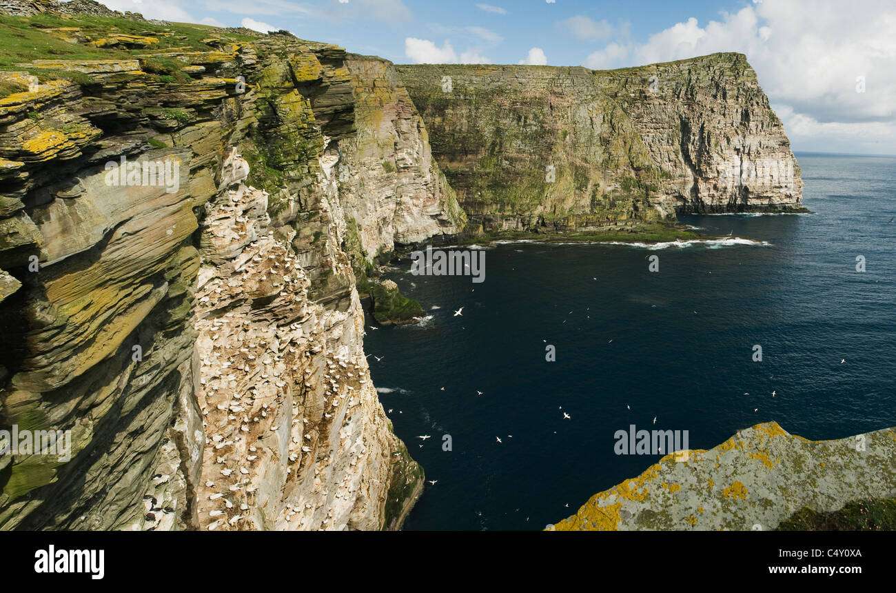 The Noup Gannet Colony, Isle of Noss Nature Reserve, Shetland Islands, Scotland Stock Photo